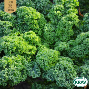 Grönkål Westland Winter, Ekologisk - Brassica oleracea Westland Winter