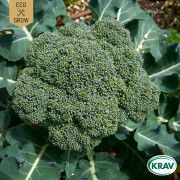 Broccoli Calabrese Natalino, Ekologisk - Brassica oleracea Calabrese Natalino