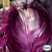 Spetskål Kalibos, Ekologisk - Brassica oleracea Kalibos