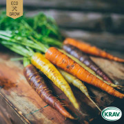 Morot Rainbow Mix, Ekologisk - Daucus carota Rainbow Mix