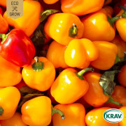 Snackpaprika Sweet Julie, Ekologisk - Capsicum Annuum Sweet Julie