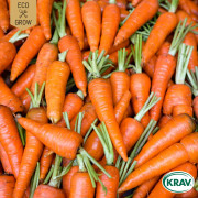Morot Vinter Flakkeé 2, Ekologisk - Daucus carota Flakkée 2