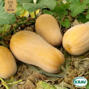 Pumpa, Mysk-, Waltham Butternut, Ekologisk - Cucurbita moschata Waltham Butternut