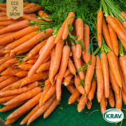 Morot Sommar Nantaise 2, Ekologisk - Daucus carota subsp. sativus Nantise 2