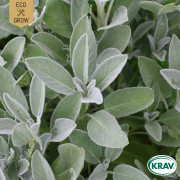 Salvia, Krydd-, Ekologisk - Salvia officinalis