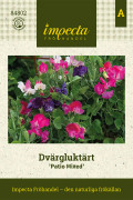 Dvärgluktärt Patio Mixed - Lathyrus odoratus var. Patio Mixed