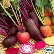 Rödbetor Rainbow Mix, Ekologisk - Beta vulgaris Rainbow Mix
