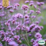 Verbena, Jätte-, Ekologisk - Verbena bonariensis