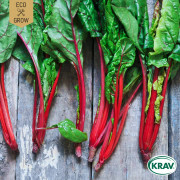 Mangold, Red Rhubarb, Ekologisk - Beta vulgaris Rhubarb