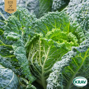 Savoykål Vertus 2, Ekologisk - Brassica oleracea var. Sabauda Vertus 2