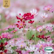 Rosenskära, Sensation Mix, Ekologisk - Cosmos bipinnatus