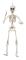 Halloween Skelett 50cm