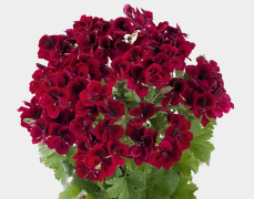 Änglapelargon, Stickling 3-pack - Pelargonium Candy Flowers ® Dark Red