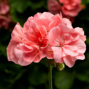 Pelargon, Stickling 3-pack - Pelargonium x hortorum Calliope ® Soft Coral