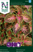 Palettblad 'Wizard Coral Sunrise' frö