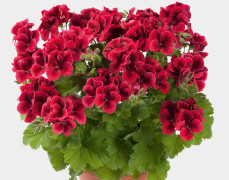 Änglapelargon, Stickling 3-pack - Pelargonium Candy Flowers ® Bright Red