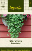 Njurvinda Emerald Falls - Dichondra repens Emerald Falls