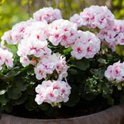 Pelargon, Stickling 3-pack - Pelargonium x hortorum Estelle