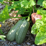Squash 'Emperol' F1 frö