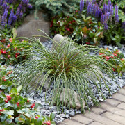 Jättetuja - Thuja plicata Whipcord (Storlek: 20-25 C3)