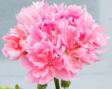 Stjärnpelargon, kruka - Pelargonium Edwards Finn