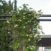 Klematis - Clematis atragene Love Child E (Storlek: C2)