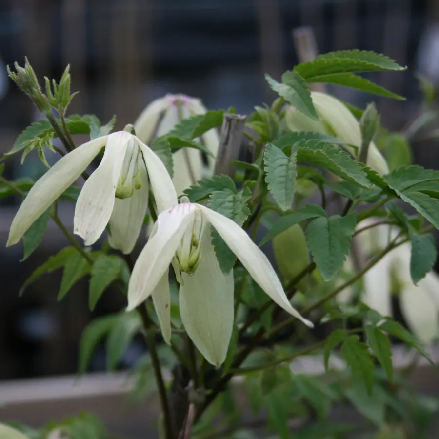 Klematis - Clematis atragene Riga E (Storlek: C2)