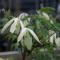 Klematis - Clematis atragene Riga E (Storlek: C2)