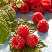 Hallon - Rubus idaeus Glen Ample ® E (Storlek: E-planta C2)