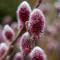 Kvittenvide - Salix chaenomeloides Mt. Aso (Storlek: busk C2)
