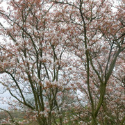 Storblommig Häggmispel (Storlek: utr 175-200 C10)