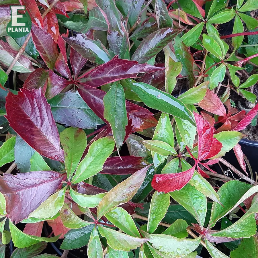 Vildvin - Parthenocissus vitacea Trapets ® E (Storlek: C2)