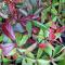 Vildvin - Parthenocissus vitacea Trapets ® E (Storlek: C2)