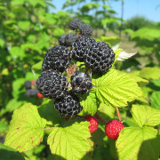 Svarthallon - Rubus occidentalis Munger (Storlek: C3,5)