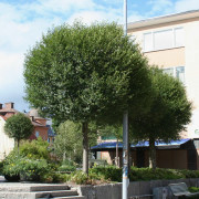 Klotkörsbär - Prunus x eminens Umbraculifera (Storlek: 200 stam 6-8 co)