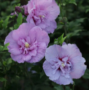Frilandshibiskus - Hibiscus syriacus Lavender Chiffon ® (Storlek: 50-60 C4)