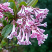 Hybridkejsarolvon - Viburnum bodnantense Dawn (Storlek: 50-60 Co)