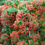 Eldtorn - Pyracantha coccinea Orange Glow (Storlek: busk C2)