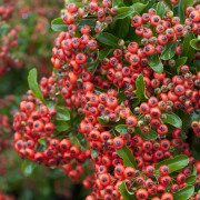 Eldtorn - Pyracantha Red Column (Storlek: 80-100 C2)