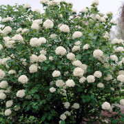 Bollolvon - Viburnum x carlcephalum (Storlek: 40-50 C5)