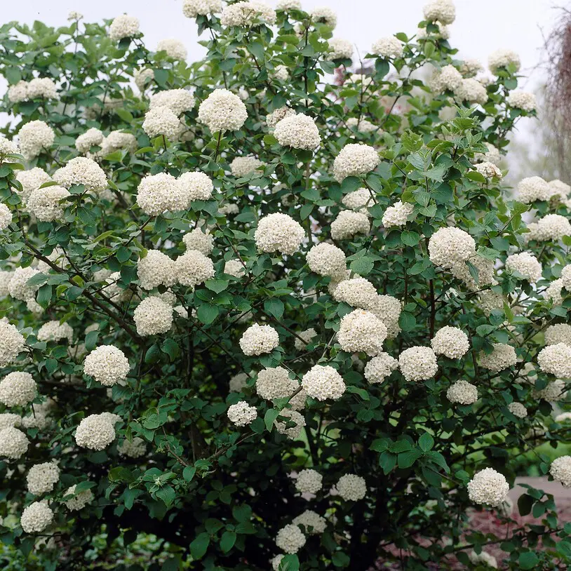Bollolvon - Viburnum x carlcephalum (Storlek: 40-50 C5)