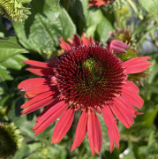 Echinacea purpurea Cone-fections ™ Carrot Cake ®, Solhatt (Krukstorlek: P9cm)