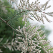 Hösttamarisk - Tamarix ramosissima Hulsdonk White (Storlek: 40-50 C3)