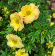 Ölandstok - Dasiphora fruticosa Bella Apple ® (Storlek: busk C3)