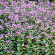 Temynta - Monarda Prärienacht (Prairie Night) (Krukstorlek: 0,5-1L)