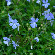 Violplantor