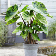 Taro Colocasia esculenta Mojito 1st - Colocasia esculenta Mojito