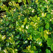 Lingon - Vaccinium vitis idaea Red Pearl (Storlek: P12cm)