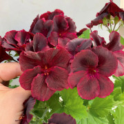 Änglapelargon, Stickling 3-pack - Pelargonium Novita ® Classic Blacky