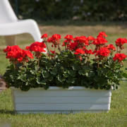 Pelargon, Stickling 3-pack - Pelargonium x hortorum Sunrise Mandarin
